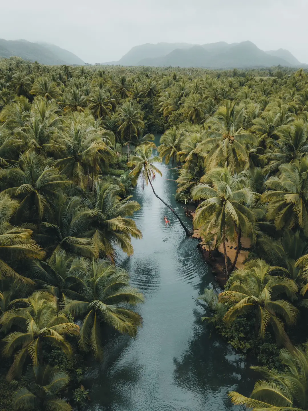 R.I.P 🌴🪦… One of the most famous trees has reached its end 😱 and the entire population of the Philippines 🇵🇭 mourns the loss of its landmark on Siargao. It's really amazing how much this tree changed the lives of the locals in this place.  If you now think why the tree was so valuable for the people at the river, you should know that this tree led to the fact that countless tourists visited the island and especially the area at the river for this reason. There thereby opened stores, restaurants and many tourists made boat trips and bathed in the river.  Siargao was my favorite island during our Asia trip and I can recommend everyone to go there (even if the tree is no longer there)... because there are countless beautiful corners there 😍. | 📍Siargao/ Philippines 🇵🇭  | 📷 more beautiful places @giuliogroebert  | #s#siargaop#philippines🇵🇭p#philipiness#siargaoislanda#asiat#travelc#coconuttreea#asiatravelr#roamtheplanetl#landscapephotographyb#beautifuldestinationse#earthpixb#breakingnewsThisIsNotTheEnd 