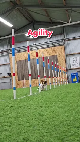 Vi har börjat träna agility igen efter Agnes kloskada!🥳🐄  Finns en video om skadan för er som inte sett 