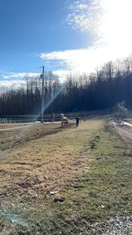 My second dog #horsetok #horsesoftiktok #horsesontiktok #palominogelding #palominogeldings #quarterhorsesoftiktok 