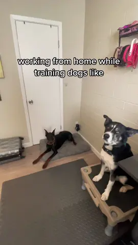 stand up desk while doing treadmill work >>>  #dogpacer #DogTraining #kotaspen 