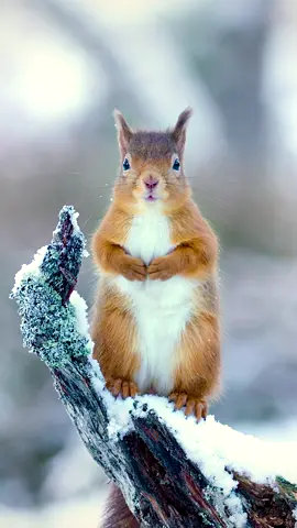 A magical scene of Red Squirrels in the snow-covered Caledonian pine forests in Scotland. . . #Scotland #scottishwildlife #redsquirrel #squirrel #snow #winter #winteranimals #snowanimals #snowyscotland #caledonia #scottishhighlands #scotland_insta #scotland_lover #scotland_greatshots #scotlandtravel #wilderness #winterwild #wildlifecameraman #wildlifefilmmaker #filmmaker #sonyfs7 #cameraman