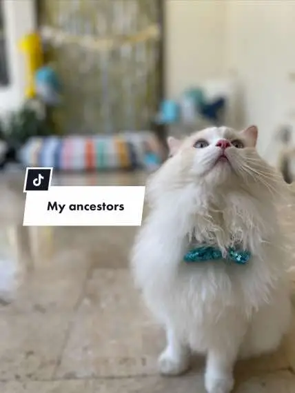 They just don’t understand 🙄 #delilahanddecklyn #flamepoint #catsoftiktok #cutecat #ragdollcat #cats #catlover #kitten #fyp #foryoupage #ragdollkitten #cat #fluffycat #kittensoftiktok #funnycat