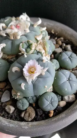 A beautiful pink peyote cactus flower. #cactus #cactuslovers #cactusaddict #cacti #cactitok #cactilover #cactioftiktok #succulents #succulent #succulentlove #succulentsoftiktok #rare #rarecactus #rarecacti #rarecactuscollector #rarecactuscollection #rarecactusforsale #rarecactusflower #plant #plants #plantsoftiktok #planttiktok #plantlover #PlantTok #houseplant #houseplants #houseplantsoftiktok #houseplantsoftiktok #houseplantclub #houseplantlover #houseplantsofinstagram #houseplantcommunity #rareplant #rareplants #rareplantsoftiktok #rareplantshop #rareplantaddict #rareplantcollector #raresucculents #raresucculent #raresucculentsforsale #raresucculentcollection #rarehouseplants #rarehouseplant #pottedplants #pottedplant #sacred #sacredcactus #sacredcacti #sacredsucculents #sacredsucculent #sacredplantmedicine #sacredplants #sacredplant #healing #healer #peyote #sacredpeyote #sacredhealing 