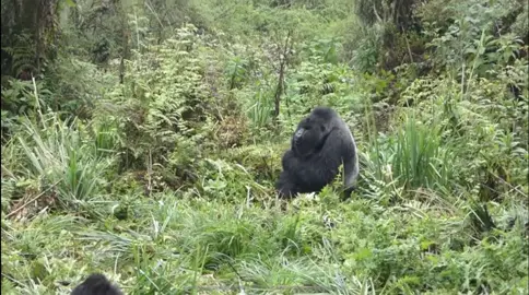 Silverbacks Musilikale and Turakomeie chest beating. Current dominant silverback Musilikale (sitting) is okay with Turakomeje chest beating near him because he is a strong ally for protecting the family #silverbacks #strength #gorillas 