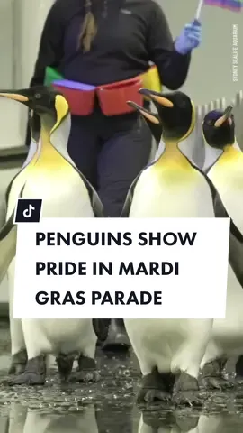 Isn't this fabulous? 🏳️‍🌈 Nine of @SEA LIFE Sydney Aquarium's same-sex attracted and bisexual penguins, including world-famous pair Sphen and Magic, have marched with pride through their enclosure in celebration of the @Sydney Mardi Gras parade. #mardigras #worldpride #lgbtpride #lgbt #gay #bisexual #penguins #gaypride #sydney #nsw #lgbtqia #sydneymardigras #10newsfirst