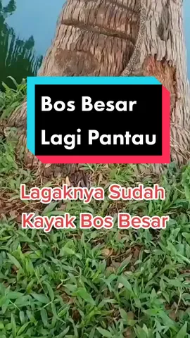 Ketika Bos Besar Lagi Pantau Situasi. #lucu #ngakak #kocak #biawak #fyp 