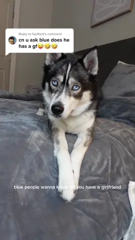 Replying to @fazilfaid currently looking for a dog version of The Bachelor 😂 If you wanna ask us any questions, head over to our most recent pinned video 🥰 #huskiesoftiktok #dogsoftiktok #viraldogs #huskylife #dogmom #doglover #talkinghusky #dogs 