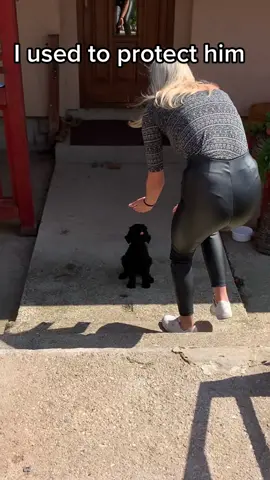 MAXIM 🐶❤️ #puppy #dog #dogs #dogsoftiktok #ilovemydog #blackrussianterrier #bigdog #cute #beforeandafter #Love 