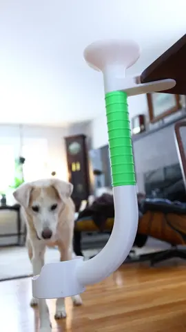 I have a confession: I was in fact the one who let the dogs out. #unnecessaryinventions 