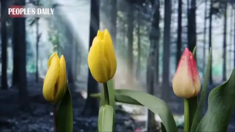 The fragrance of these tulips seems to fill the air even through the screen as the beauty of nature unfolds before your eyes.#China #chinatiktok 