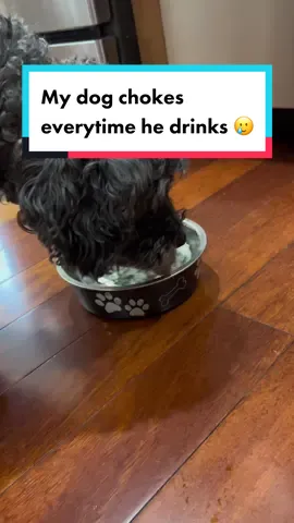 Prevent your dog from choking and drinking too fast! #dogneeds #dogproblems #dogchoking #doghealthtips #fyp #viral 