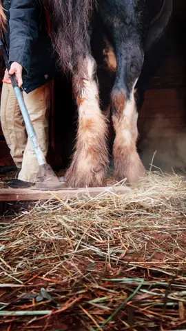 There’s no such thing as hay waste. I put up a YouTube video about how I reuse scrap hay here on the farm. This ensures no hay (or money) is wasted. Hint: it’s not for bedding, and it’s not fed to other animals. Check it out 📺 AxeAndRootHomestead