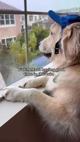 Maui is here to teach me enjoying any weather 🤍☔️I love walking with him in the rain #rain #rainseason #california #goldenretriever #dogsoftiktok 