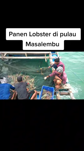 panen lobster di pulau Masalembu #lobster #udanglobster #kerambaikan #pulaumasalembo #masalembu #fypシ゚viral #tiktokmadura #fypシ 