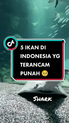Kakak butuh perlengkapan aquarium dan aquascape? beli di 