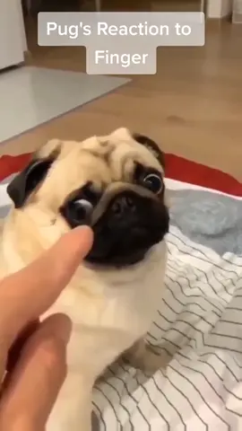Watch this adorable pug react in surprise as a finger approaches, only to end up biting it in the end! 😂🐶 #PugLife #FunnyPets #PugLove #SurprisedPug #BitingDog #CutePets #DogTikTok