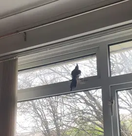 Crazy morning moments 🐦 #knopikthebird #cockatiel #parrot #petcockatiel #crazycockatiel #funny #funnypet #pet #bird 