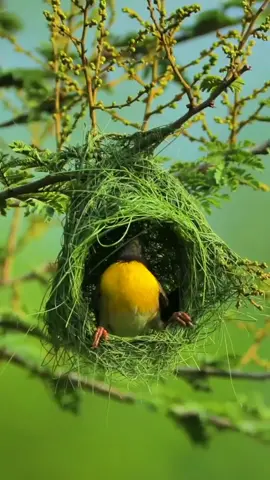 #bird#nest#beauty 