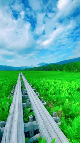 You can see beautiful japanese scenery there😊nature4k #自然の中を歩く #nature #tiktok #scenery  ☘️🌸