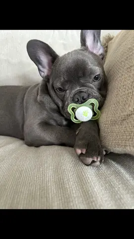 Hii, my namn is Baloo and I love pacifiers 🍼#baloo #franskbulldog #frenchbulldog #fralla #frenchie #napp #pacifie #dog #hund 