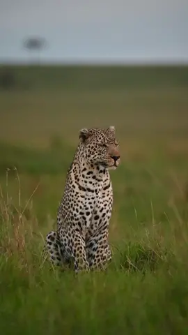 Lorkogol! # wowsafaris #wowmoments  #inthewildwithsuhaib #africa #kenya #maasaimara #gamedrive #safari #natgeowild #capturethewild  #wildlifephotography #africanamazing #naturephotography #yourshotphotographer #wildlifelovers #instawildlife #nikonafrica #nikonkenya #wpy54 #ig_africa #african_portraits #wildlife #africageophoto #bbcearth #igkenya #earthcapture #nature #photosafari #magicalkenya