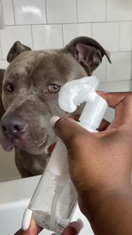 Frito Paws Eliminated , Get Rid Of The Frito Smell In Your Dogs Paws #fritopaws #fritosmellingpaws #dogpawfection #dogyeast #pitbulls #pitbull #dogsoftiktok #dogcare #doggrooming #dogcareroutine #fyp #foryoupage #viral  Frito Smell In Dogs, Frito Paws, Cure Frito Paws 