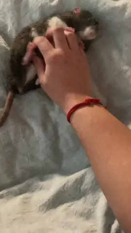 giving felix lots of extra play time since hes stuck in isolation while he waits for his surgery #rats #tickles 