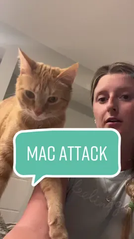 This one was on me I should’ve seen that coming #orangecatsoftiktok #macattack #orangecattok #catparentsoftiktok #AXERatioChallenge #cattok #stopyourescaringme #orangecat #orangecats #macaronithecat #orangecatsarethebest #cats 