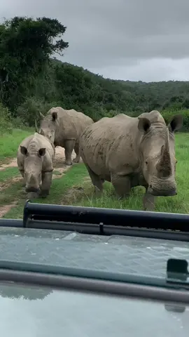 Watching these prehistoric animals in silence is nothing less than amazing!! Mimi is growing up really fast. #rhino #wildlife #nature #fyp #follow #wildlyafrica #southafricatiktok #safari