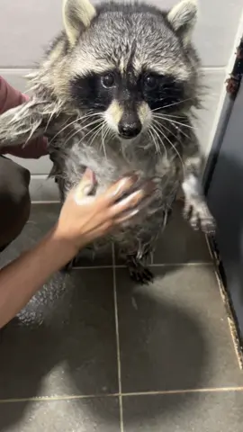 #라쿤 빨래  #라빨 #멍빨 #raccoon 