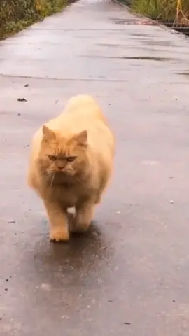 si mbull#musiktiktokviral #cutecat #meong #mpus #kucingimut #kucinglucu #viral #meong #fyp #pecintakucing #memekucing #anakkucing #cat 