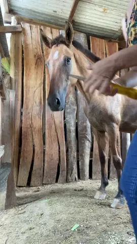 Bom domingo turma e que Deus nos abençoe 🙏🏻🐴✂️ #mulher #cavalo #tosando #moda #horse #modafeminina #fazenda #brasil #paixaoporcavalos #fashion #country #Love #cavalos #look #hipismo #lookdodia #horseriding #estilo #hipica #beleza #campo #amor #instahorse #instagood #style #chi #linda #centrohipicointerlagos #tendencia #equestrian ---