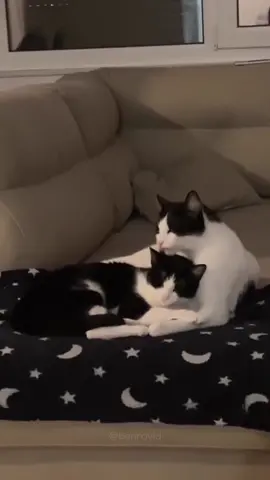 <3  #kitty #Love #viral #cats #cute 