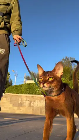 Abyssinian cat. It’s really a cat . King of cats 😎🥰#heal #warm #king #pet #cute #cat 