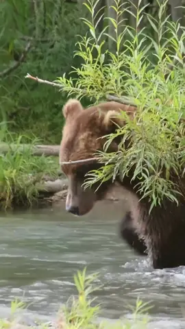 Big brown bear hunts for salmon in the water and catch the fish, Kamchatka, Russia 🇷🇺 
