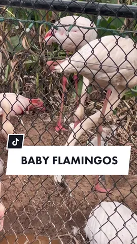 my husband said they're pink as adults because of the shrimp they eat?? seems fake #babyflamingo #flamingos #zooday #flamingotok 
