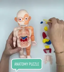 Kids learn about body organs and assembling them on a 3D human model. You can even explain to them the function of each organ. Such a fun activity to learn and play! #montessori #montessorimom #homeschooling #homeschoolmom #learninganatomy #anatomylesson #learningthroughplay #MomsofTikTok #educationaltoy #activitiesforkids #anatomypuzzle #steamactivities #scienceforkids 