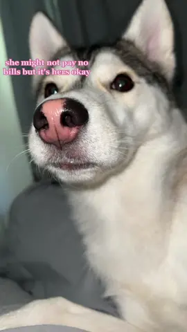 #dogsoftiktok #husky #monicathehusky #foryou #fypシ #blackgirltiktok #