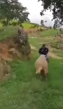 Man jumps over sheep ##Funny##FunnyAnimals##FunnySheep##ForYouPage##ForYouPageOfficial##FYP##FarmLife##TikTokFunny##funnymemevideos##funnydog##funnyanimals##funnydogs##funnydogs##funnyanimals##funnydogclips##funnyvids##funnymomentvideos##funnyanimals##funnyanimalsvideo