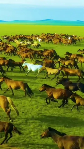 The horses galloped access the grassland #horse #horses #horsesoftiktok #gallop #runninghorses #fyp #foryou 