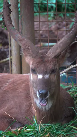 Meet the Sitatunga Male #antelopes #Sitatunga #foryoupage  #wildlife  #animals  #trendingtiktok