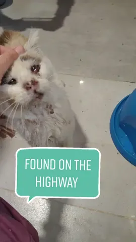 can you hear him meow in the background as i make the voice over? #catrescue #catsanctuary #sickcat #catsoftiktok #tenerife #tenerife🇮🇨 #tenerifecanaryisland 