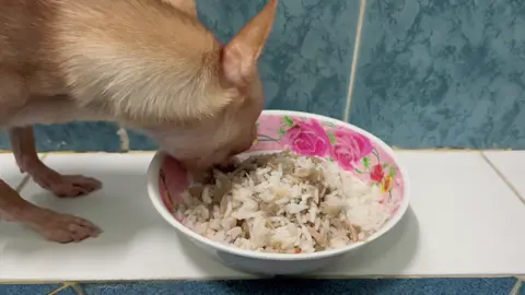วาวชอบกินข้าวคลุกแซลม่อนตัวผู้หางแดงจากทะเลน้ำลึกพันเมตรค่ะ