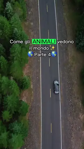 #CapCut  Come gli animali vedono il mondo👀🌎 #animali #curiosità #interessante 