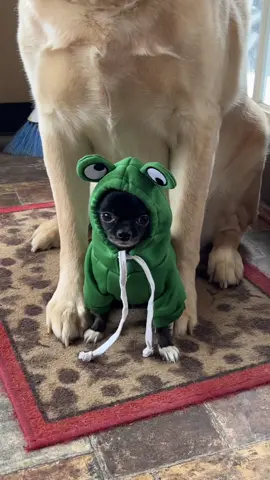 Froggy Puddin 🐸 ❤️ #1jolly1 #dogs #pets #animals #PetsOfTikTok 