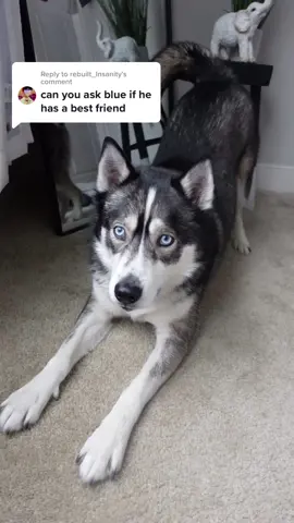 Replying to @rebuilt_lnsanity i think this is his forever best friend 💙 If you wanna ask the boys questions, head to our latest pinned video🥰 #husky #huskiesoftiktok #dogsoftiktok #huskylife #viraldogs #doglover #talkinghusky #dogmom #doglife #dogdad 