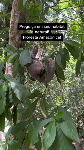 Bicho preguiça em seu habitat natural! #florestaamazonica #bichopreguiça #amazonforest #wildlife #wildanimals #brazil 