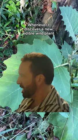 #foraging #foragersoftiktok #ediblewildplants #cocona #forager #foragersquad #foragers #foragetok 
