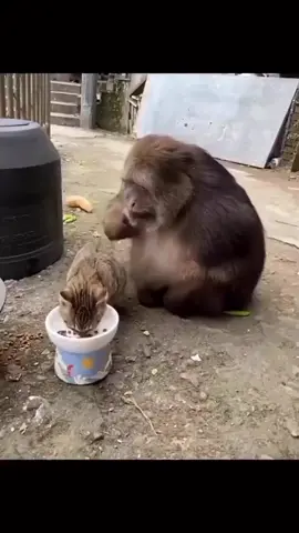 monkey and cat 🐈🐒 #fyp #Love #like #monkey #boss #follow #explore #2023 #gaming #ReasonForBooking #repost #meme #video #foryoupage #trending #baboon #pets #funny #tiktok #vietnam #funnymonkey #likes #ape #gorilla #bossbattle #memes #funnymemes #duet #comedy #funnyvideos #viral #instagram #views #tiktokindia #music #art #cute  #gaming #xbox #playstation #twitch #f4f #like4like #followforfollow #likeforlike #videogames #anime #gaming #pcgaming #instagaming #retrogaming #onlinegaming #gamingmemes #gaminglife #gamingcommunity #GamingSetup #gamingpc #wargaming #tabletopgaming #gamingposts #gamingmeme #videogaming #youtubegaming #gamingphotography #gamingislife #mobilegaming #gamingclips #gamingroom #consolegaming #gamingchannel #gamingsetups #twitchgaming #fortnitegaming #gamingrig #boardgaming #gamingnews #gaminggear #gamingchair #xboxgaming #dagelangaming #gamingfolk #pcgaming101 #ps4gaming #pregaming #oldschoolgaming #pcgamingsetup #classicgaming #animals #monkeys #wildlife #nature #animal #monkeysofinstagram #photography #memes #wildlifephotography #zoo #love #art #naturephotography #funny #ape #primate #animalphotography #cute #meme #monkeylove #travel #photooftheday #monkeymemes #primates #monkeyseemonkeydo #dankmemes #animallovers #gorilla #monkeyface