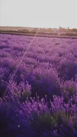 Float through the beautiful fields of Lavender in Provence, France 🇫🇷 Listen to relaxing piano music while watching scenic nature videos on my YouTube channel. Link in Bio. #lavenderfields #provencefrance #provencealpescotedazur #france🇫🇷 #frenchcountryside #relaxmusic #relaxingpiano #calmingmusic #nature #naturevideos #4k #calm #scenicviews #travelreels 